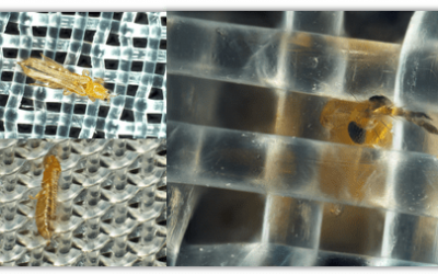 Evaluación de tres mallas anti-trips basadas en la morfología corporal de los trips (Thysanoptera: Thripidae) y la abertura de los agujeros de las mallas