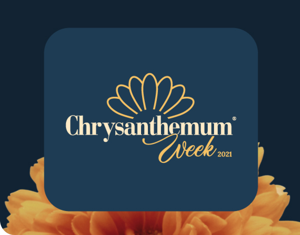evento-chrysanthemum